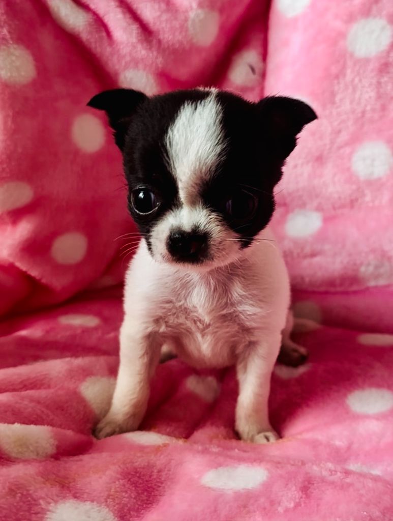 Des P'tits Koeurs De Kalou - Chiot disponible  - Chihuahua