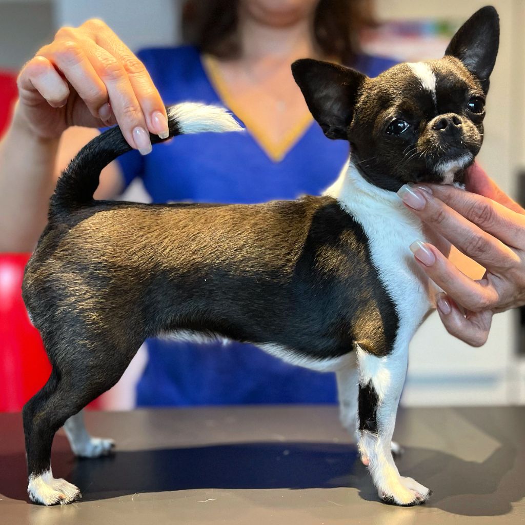 Prada Des Petits Tresors D'Azur