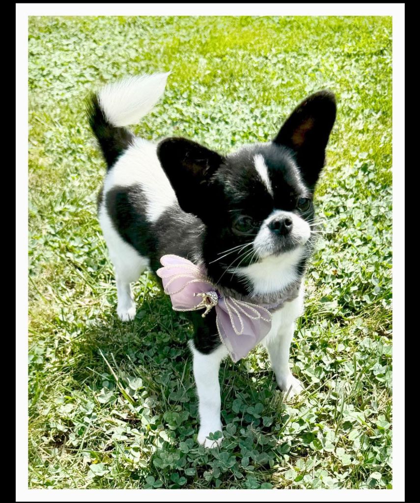 Prada iii chernogolovka kennel