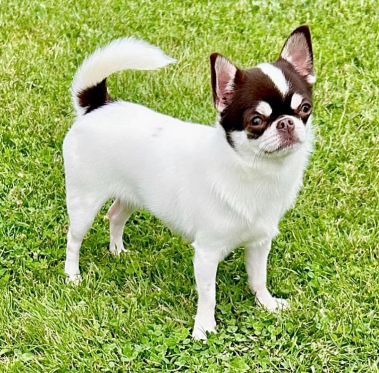 Lolita tihvinskaya kroha