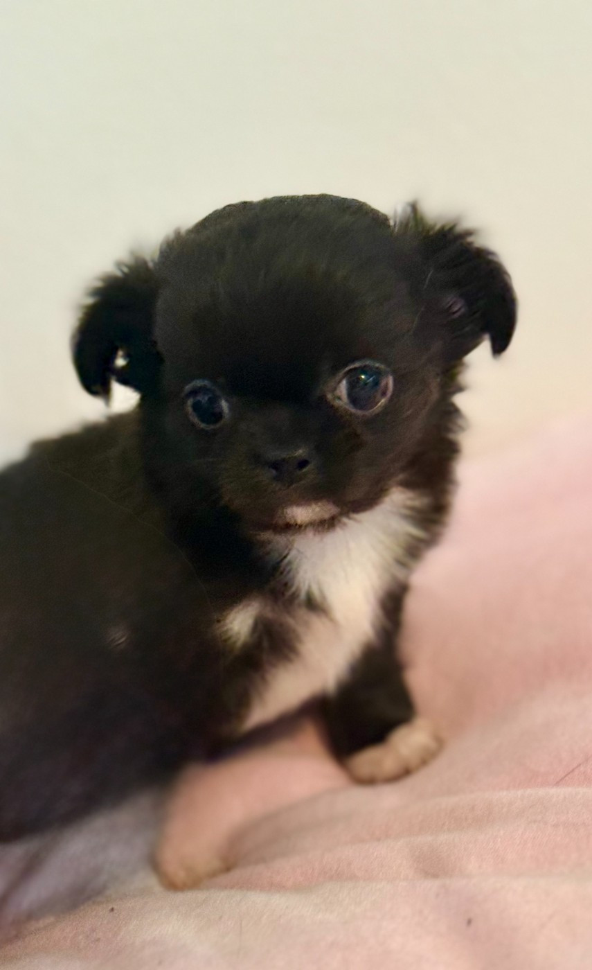 Des P'tits Koeurs De Kalou - Chiots disponibles - Chihuahua