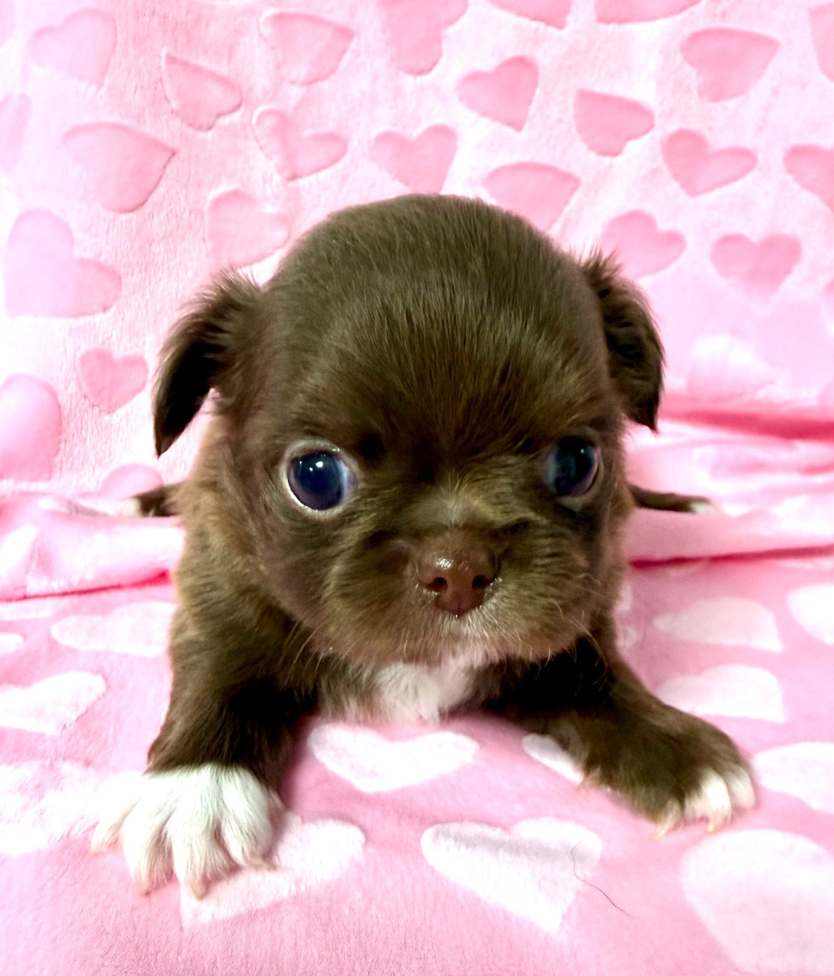 Des P'tits Koeurs De Kalou - Chiots disponibles - Chihuahua