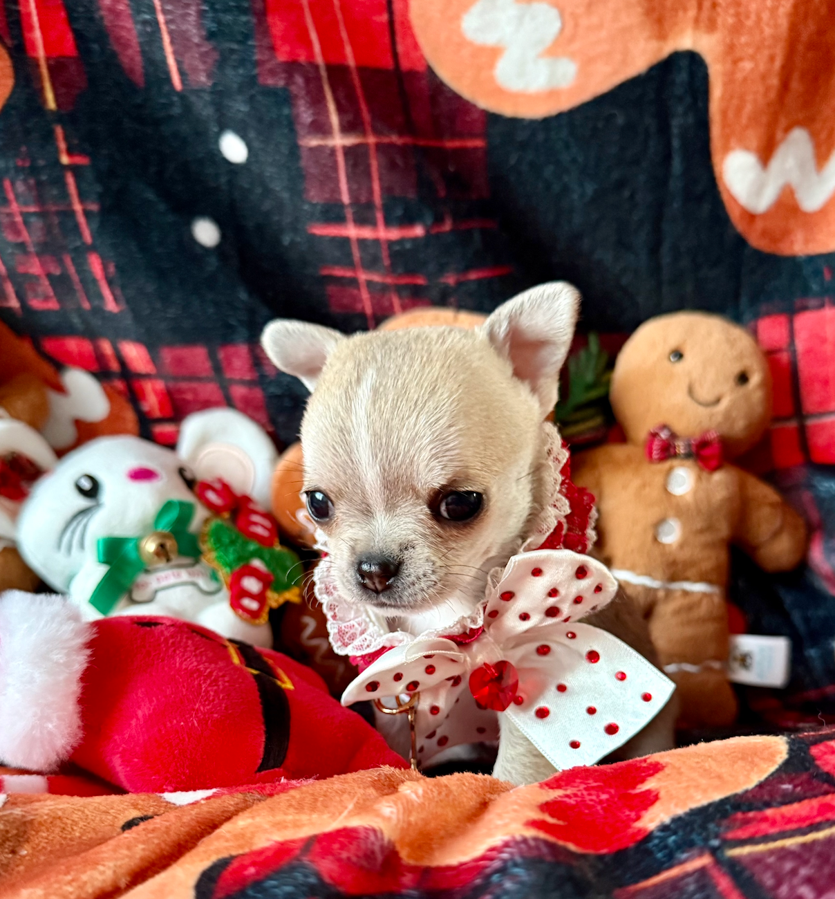 Des P'tits Koeurs De Kalou - Chiots disponibles - Chihuahua