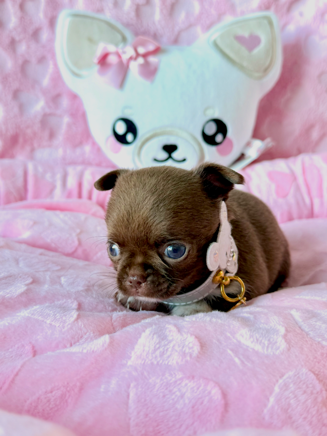 Des P'tits Koeurs De Kalou - Chiots disponibles - Chihuahua