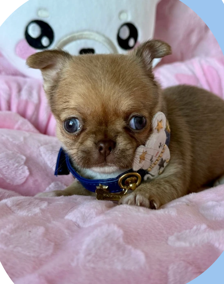 Des P'tits Koeurs De Kalou - Chiots disponibles - Chihuahua