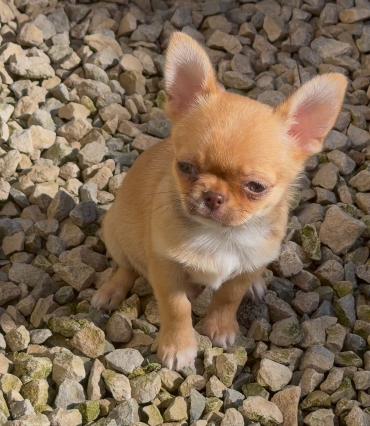 Des P'tits Koeurs De Kalou - Chiots disponibles - Chihuahua