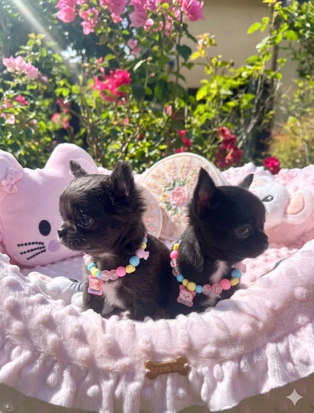 Des P'tits Koeurs De Kalou - Chiots disponibles - Chihuahua