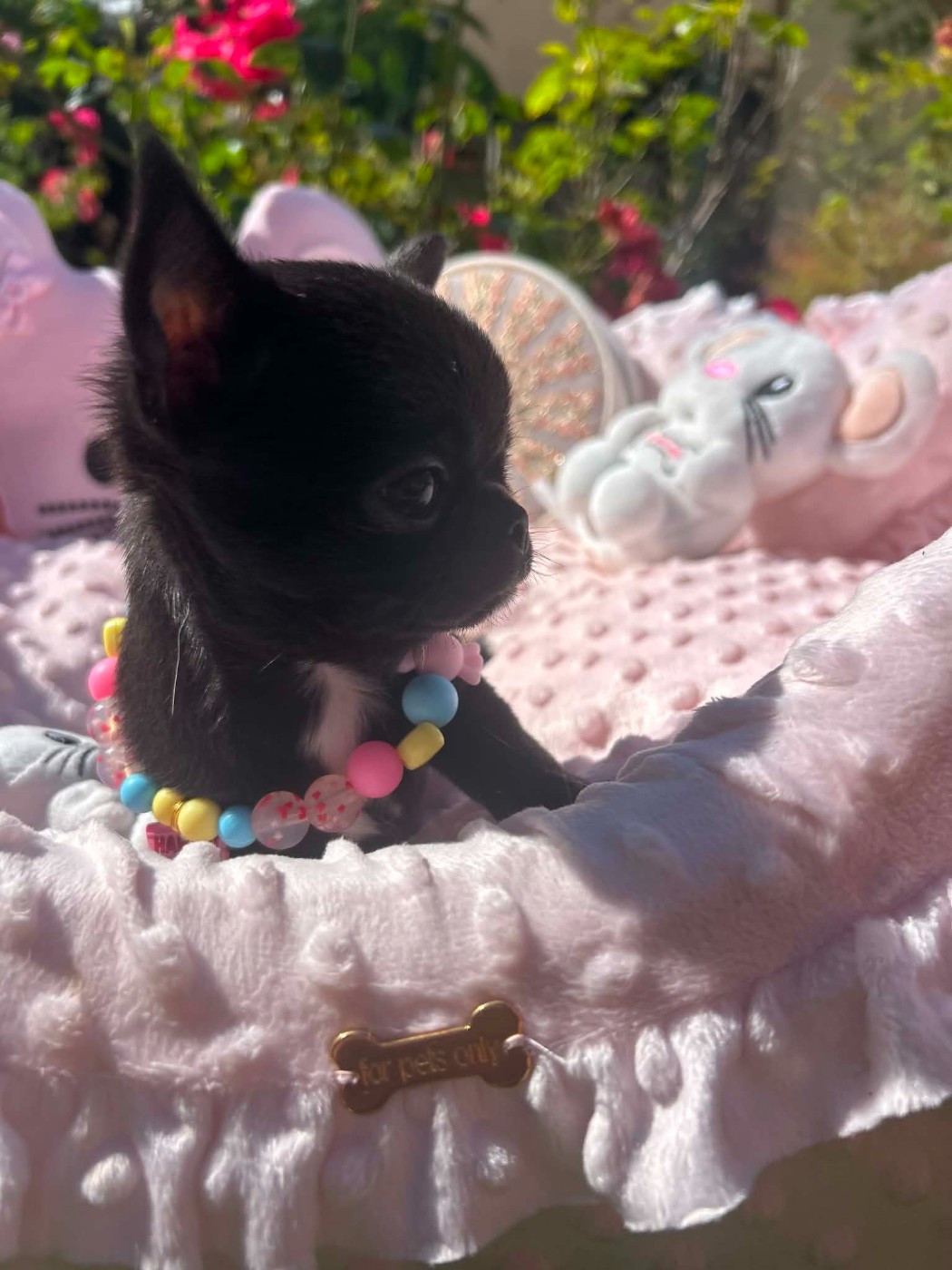 Des P'tits Koeurs De Kalou - Chiots disponibles - Chihuahua