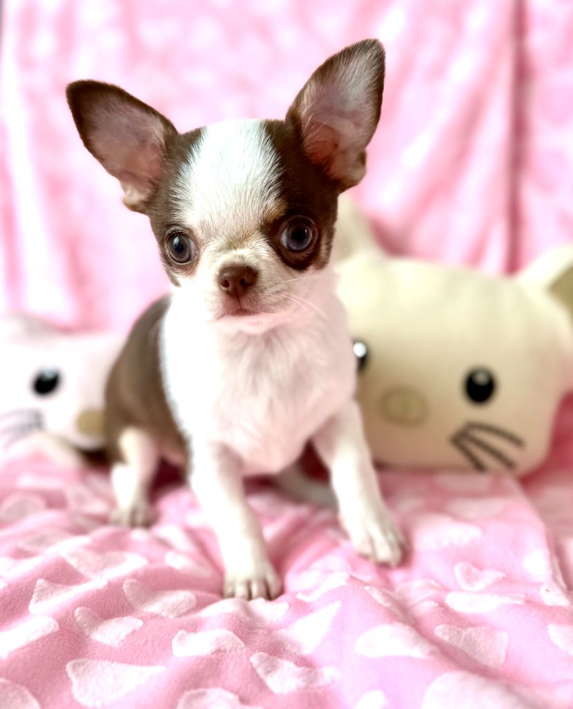 Des P'tits Koeurs De Kalou - Chiots disponibles - Chihuahua