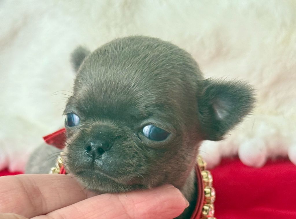 Des P'tits Koeurs De Kalou - Chiots disponibles - Chihuahua