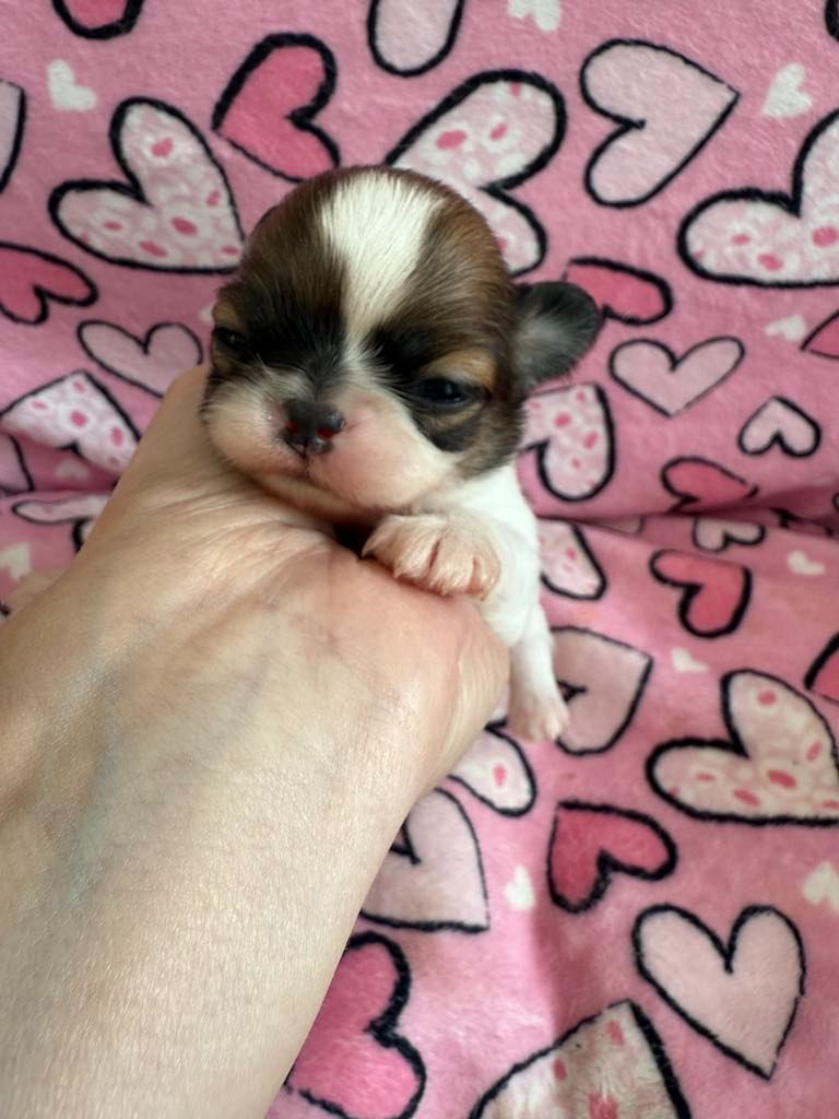 Des P'tits Koeurs De Kalou - Chiots disponibles - Chihuahua