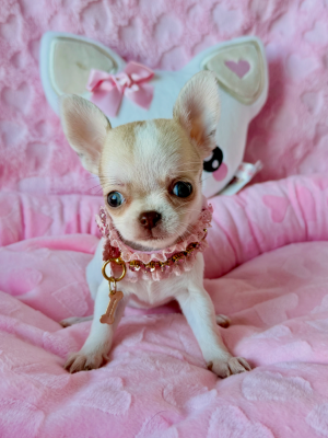 Bella ( petit gabarit)