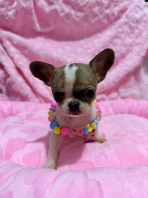 Blue (petit gabarit)