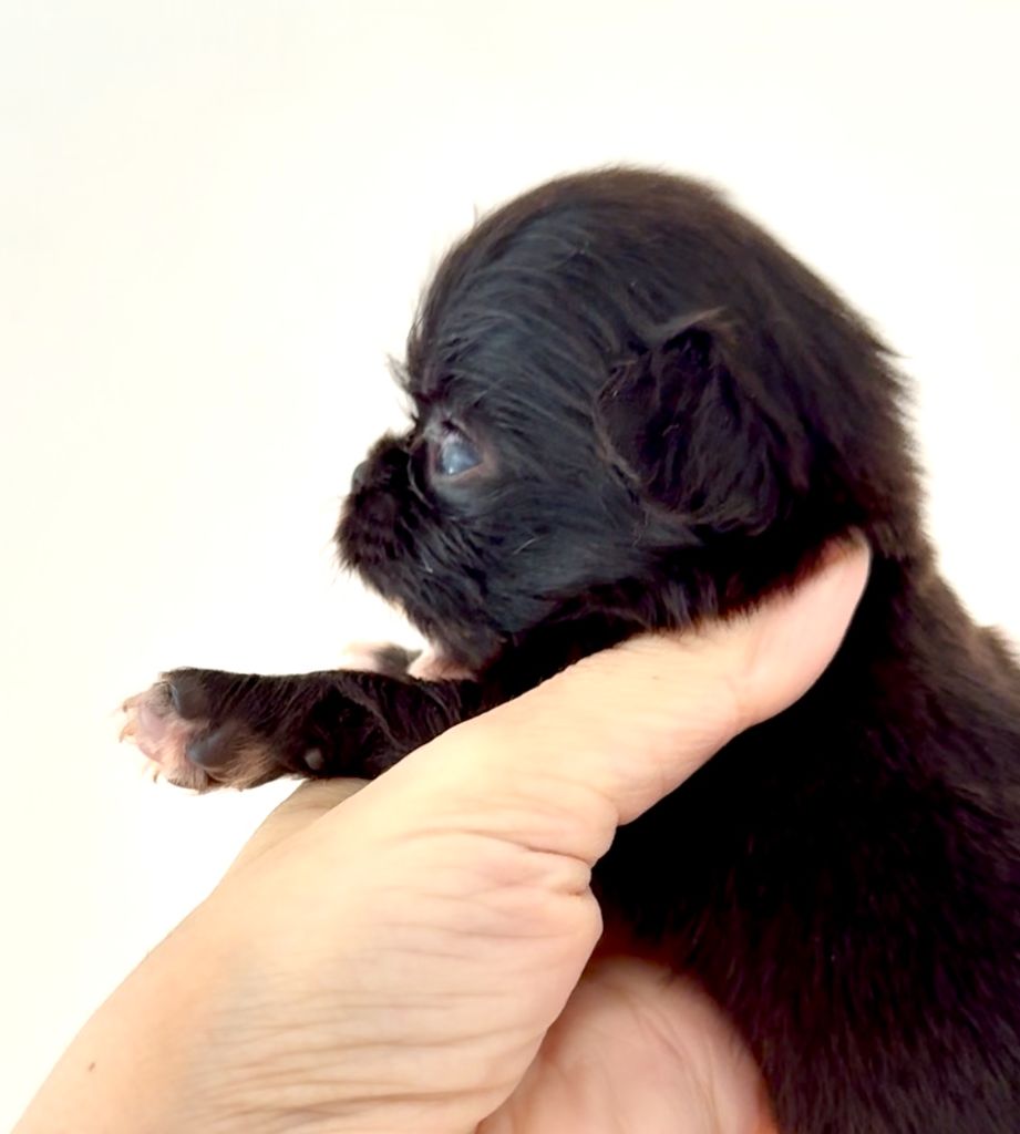 Des P'tits Koeurs De Kalou - Chiots disponibles - Chihuahua