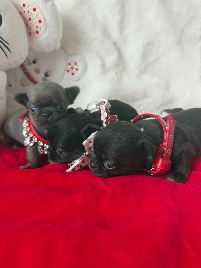 Chiot Chihuahua Des P'tits Koeurs De Kalou