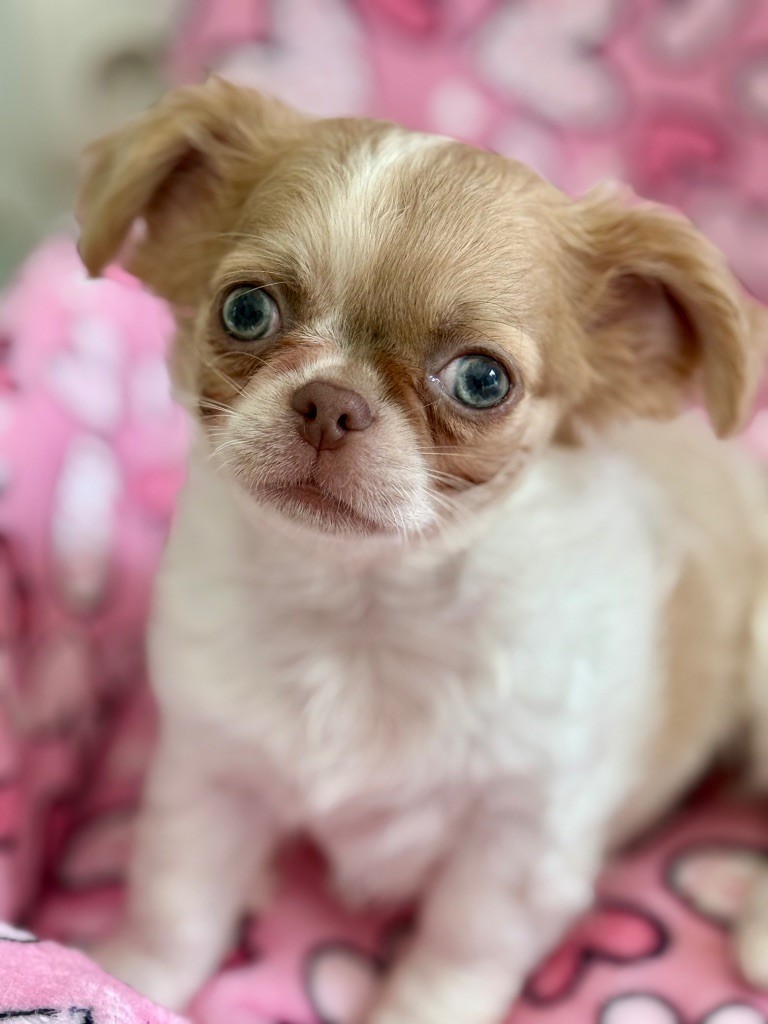 Des P'tits Koeurs De Kalou - Chiots disponibles - Chihuahua