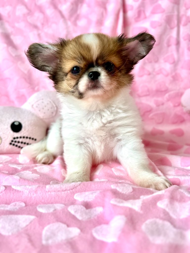 Des P'tits Koeurs De Kalou - Chiots disponibles - Chihuahua