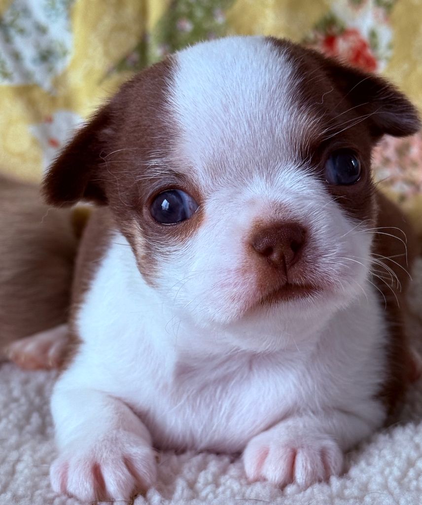Des P'tits Koeurs De Kalou - Chiots disponibles - Chihuahua